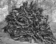 Roots Roots