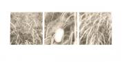 David W. Haas: Nest David W. Haas: Nest