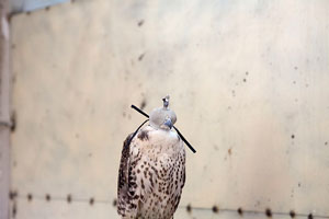 Janice Levy: Falcon Market, Riyadh, KSA 2011