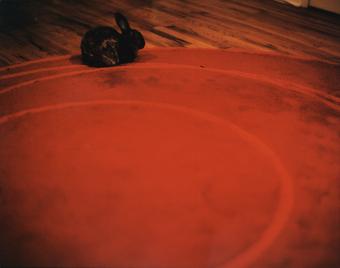 Red & Rabbit