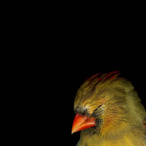 Cardinal Head