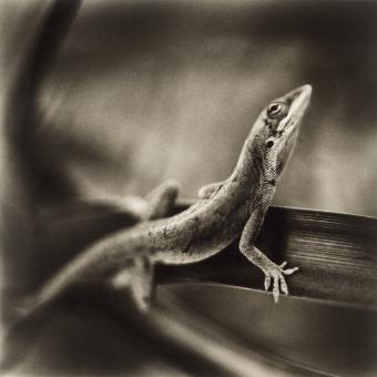 Anole Lizard