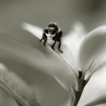 Bumble Bee