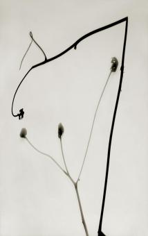 Shadowgraph, Stems #2