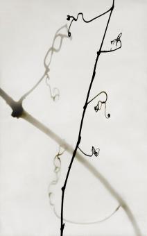 Shadowgraph, Vines #1