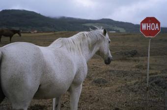 Island Horses Island Horses