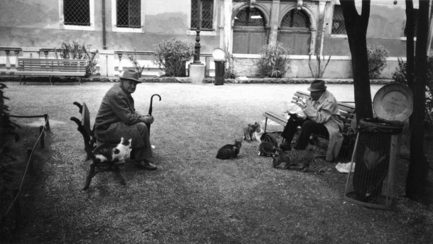 Two Men, 7 Cats