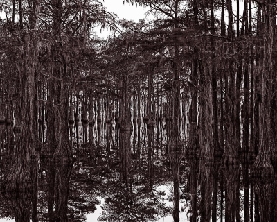 Timothy H. McCoy: Swamp Fever Timothy H. McCoy: Swamp Fever
