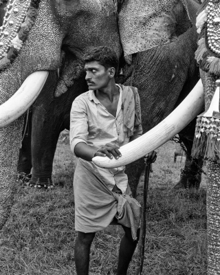 Kip Harris: Elephant Handler, Karnataka, India, 2017 Kip Harris: Elephant Handler, Karnataka, India, 2017