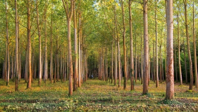 Walter Holt: Woodlot, 2013 Walter Holt: Woodlot, 2013