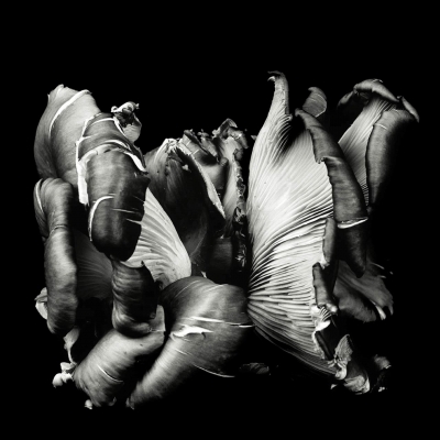 Dale Reid: Oyster Mushroom 37, 2016, from the series Dejeuner Dale Reid: Oyster Mushroom 37, 2016, from the series Dejeuner