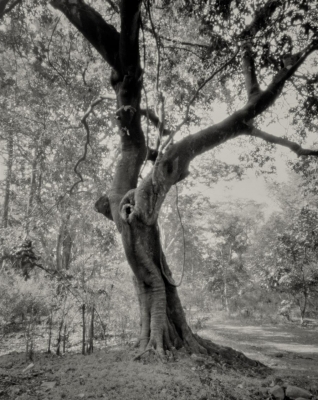 Charles Thomas: Walking Sanjay Gandhi II, 2016 Charles Thomas: Walking Sanjay Gandhi II, 2016