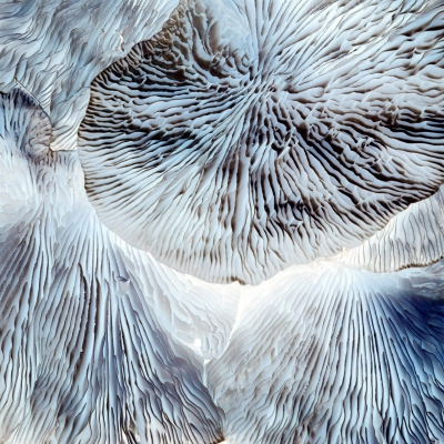 ImfeldIr-Mushrooms-in-Blue-4928_1 ImfeldIr-Mushrooms-in-Blue-4928_1