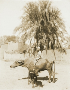 Antonio Beato: Luxor, Portrait of boy on a water buffalo Antonio Beato: Luxor, Portrait of boy on a water buffalo