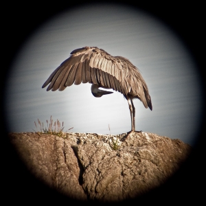 Jeannie Pearce: Heron Wings Jeannie Pearce: Heron Wings