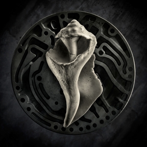 Harold Ross: Shell Studies #1 Harold Ross: Shell Studies #1