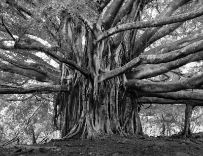 Joe Marabito: Mosquito Tree, 2005/2011 Joe Marabito: Mosquito Tree, 2005/2011