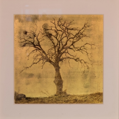 Lucretia Moroni: Tuscan Oak Lucretia Moroni: Tuscan Oak