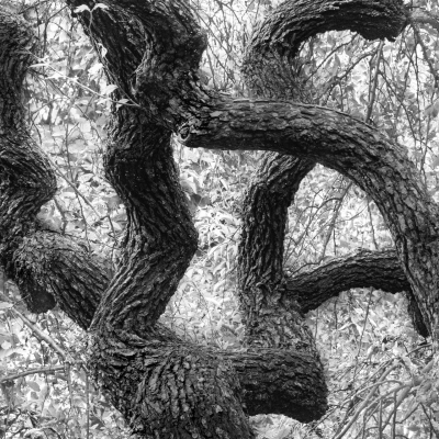 Cali Gorevic: Calligraphy Cali Gorevic: Calligraphy