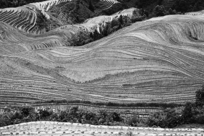 Mandy Seligman: Rice Fields Mandy Seligman: Rice Fields