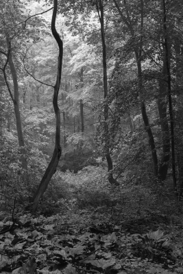 Howard Zoubek: Morning Light Howard Zoubek: Morning Light