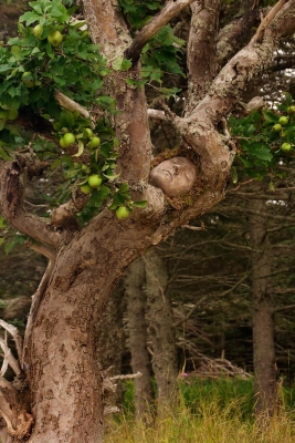 Jeanne Cameron: Apple Tree Jeanne Cameron: Apple Tree