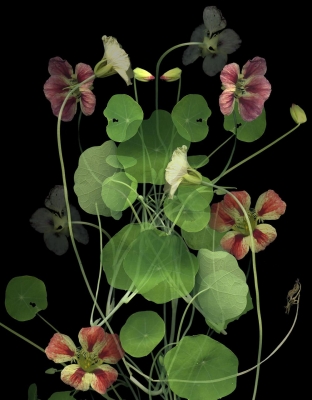 Elizabeth Panzer: Nasturtium Elizabeth Panzer: Nasturtium