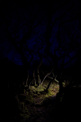 Matthew Bender: Faerie Glen Matthew Bender: Faerie Glen