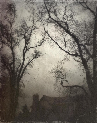 Wendi Schneider: Around the Corner, States of Grace: Flora Wendi Schneider: Around the Corner, States of Grace: Flora