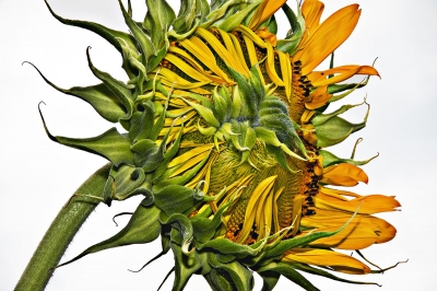 Barbara E. Leven: Two Coves Sunflower Barbara E. Leven: Two Coves Sunflower