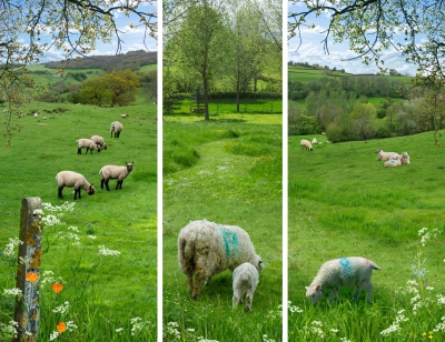 LowmanKa-Cotswolds-Triptych_1 LowmanKa-Cotswolds-Triptych_1