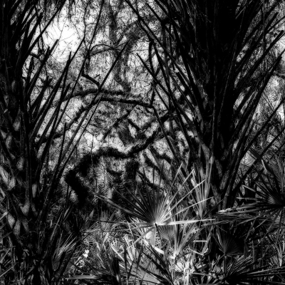LopezJo-Jungle_1 LopezJo-Jungle_1