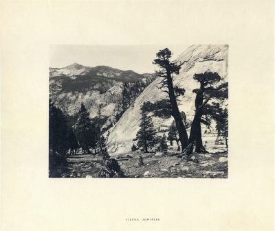 Adams-Juniper Adams-Juniper