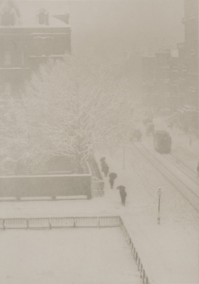 Stieglitz Stieglitz