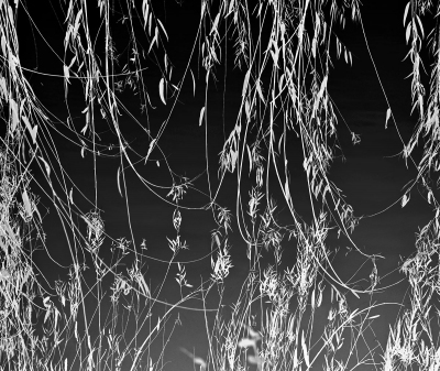Weinstein_Chinese-Willows Weinstein_Chinese-Willows