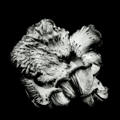 ReidDa-Oyster-Mushroom-47_1 ReidDa-Oyster-Mushroom-47_1